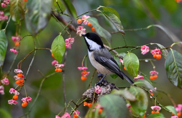 How to Create an Enriched Environment for a Blind Ferret?