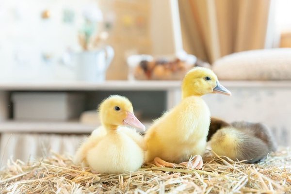 Can You Incorporate a Velvet Blazer into a Business Formal Attire?